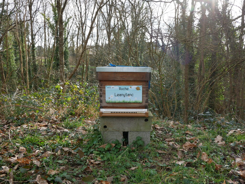La ruche Leanytanc