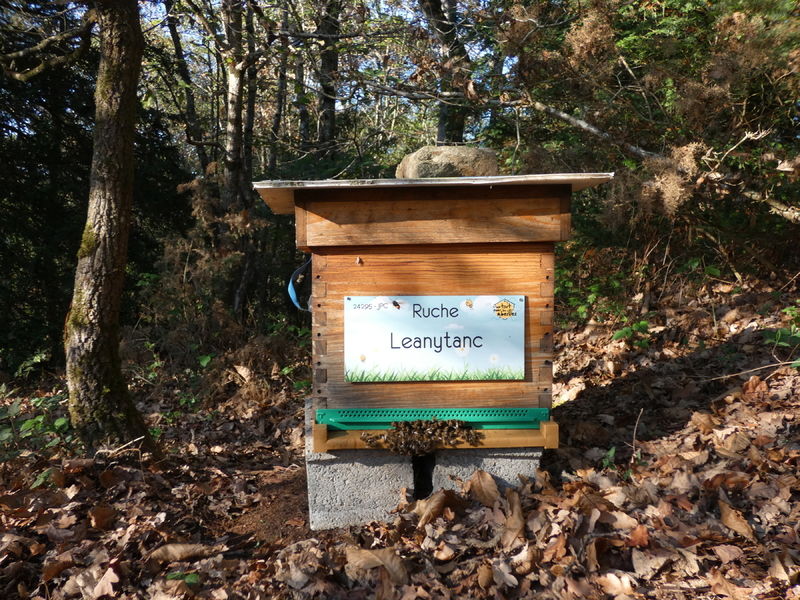 La ruche Leanytanc