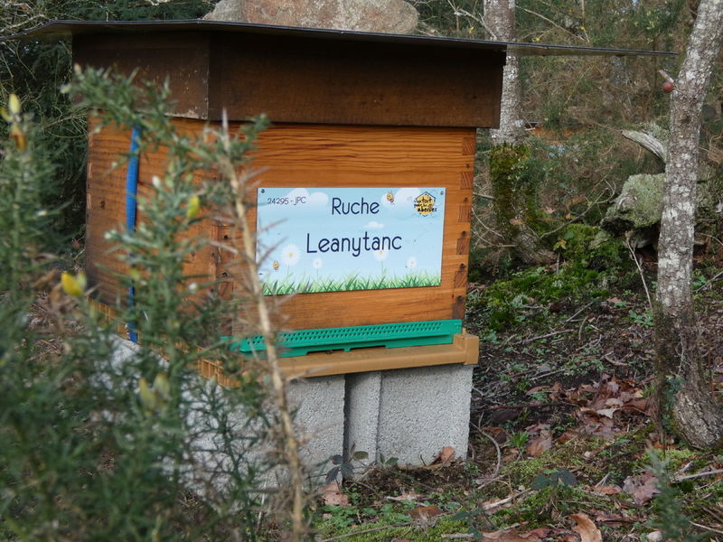 La ruche Leanytanc