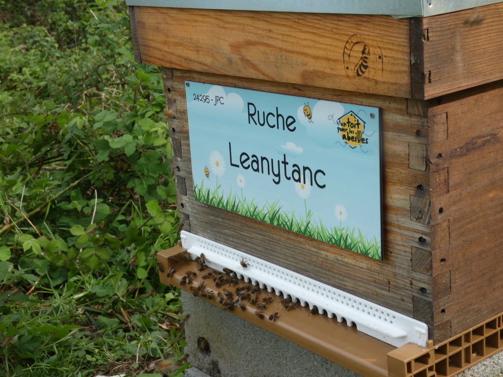 La ruche Leanytanc