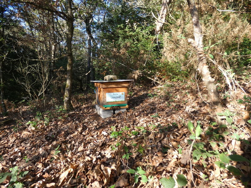 La ruche Leanytanc