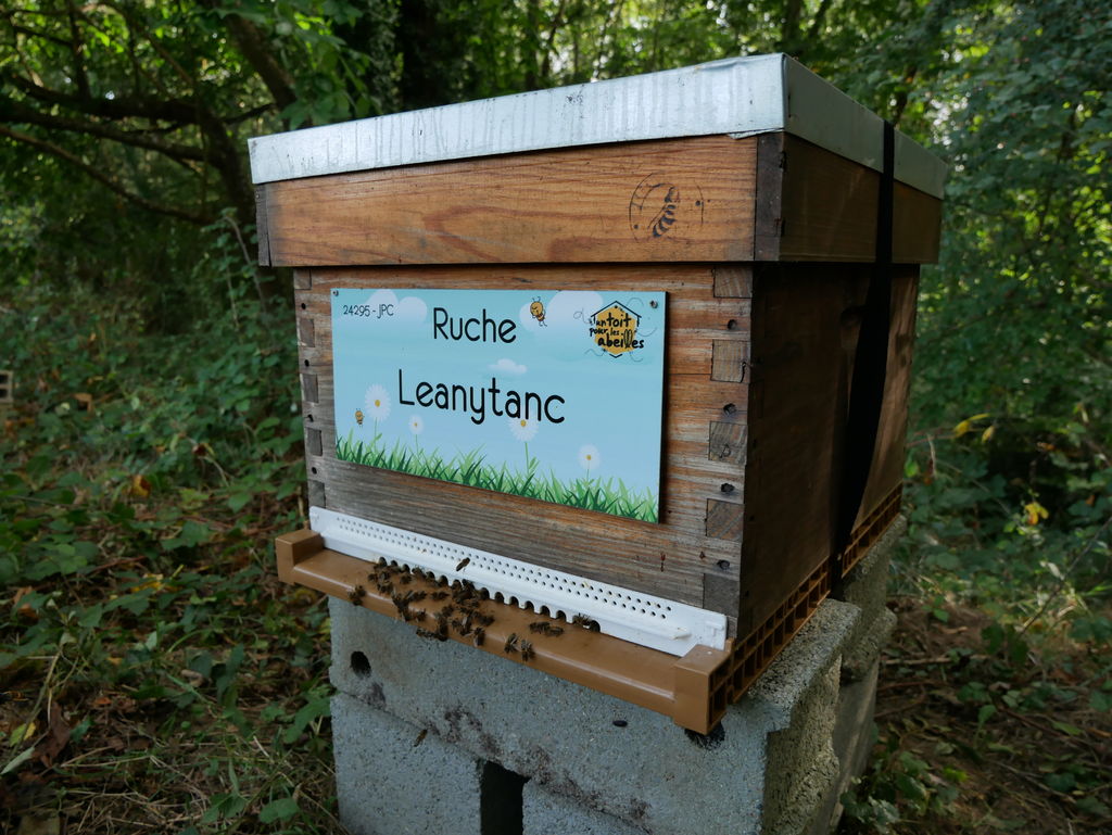La ruche Leanytanc