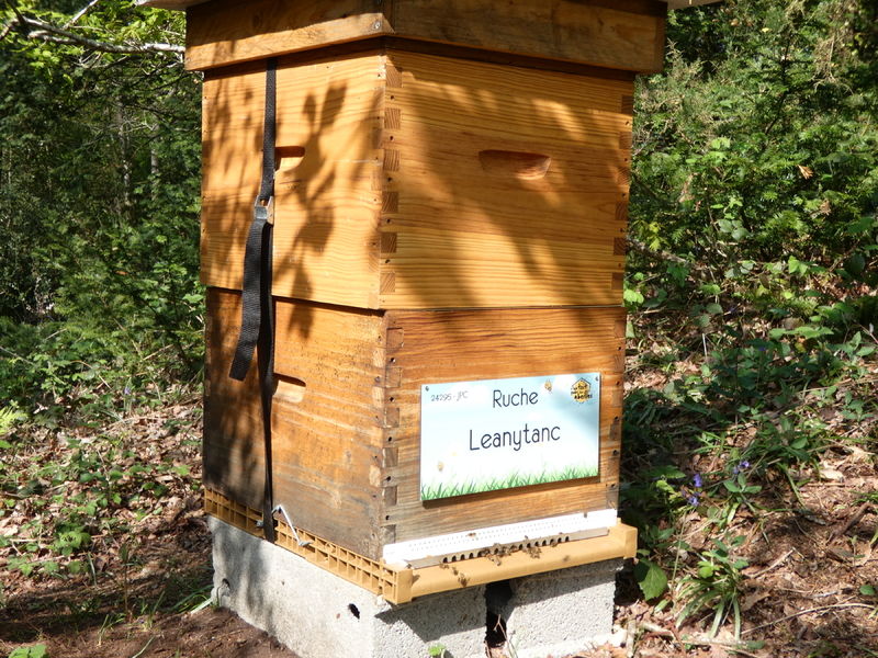 La ruche Leanytanc