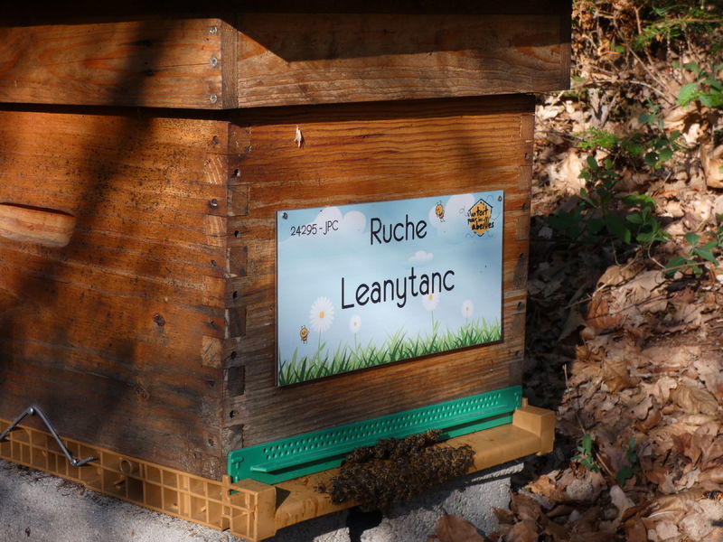 La ruche Leanytanc