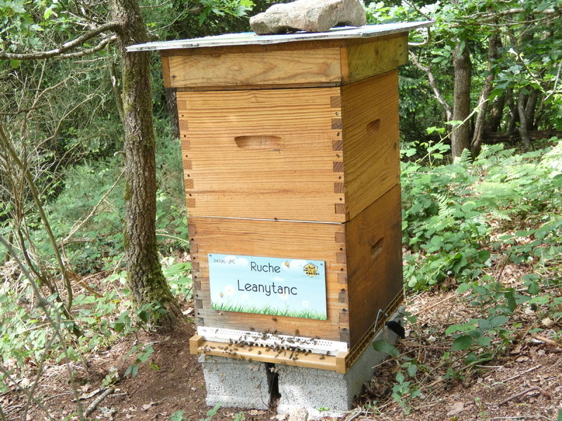 La ruche Leanytanc