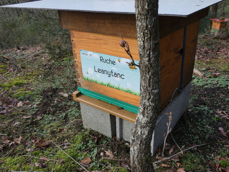 La ruche Leanytanc