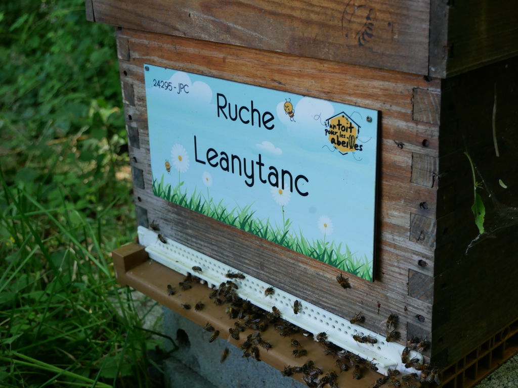 La ruche Leanytanc