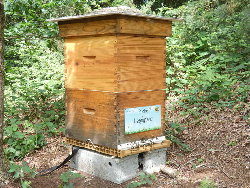 La ruche Leanytanc
