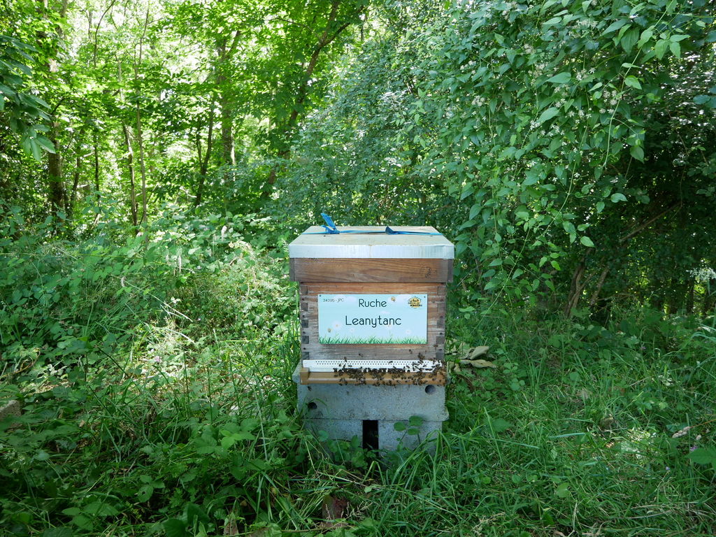 La ruche Leanytanc
