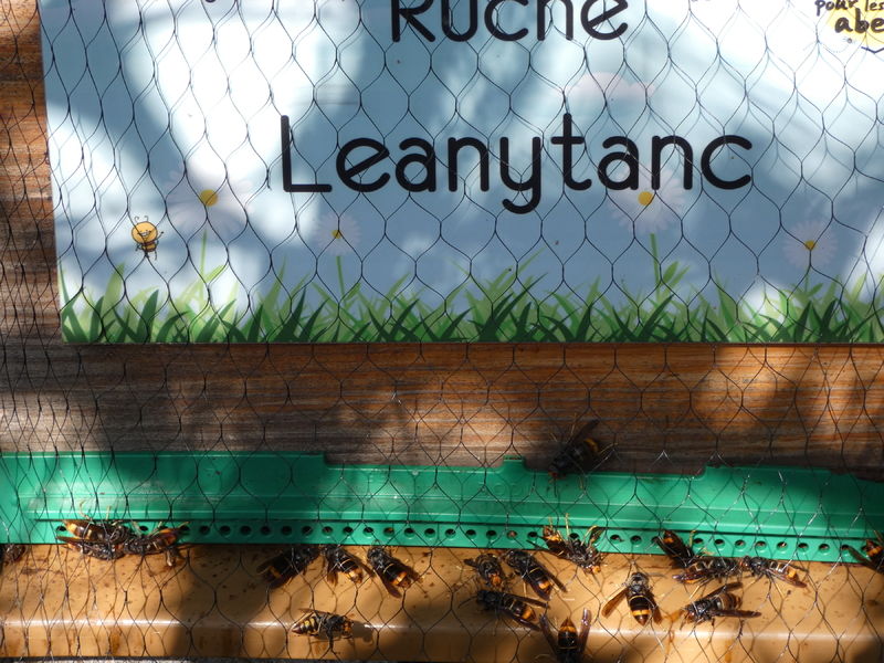 La ruche Leanytanc