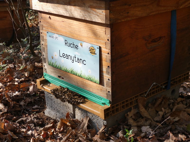 La ruche Leanytanc
