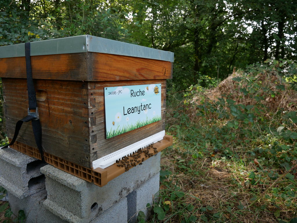 La ruche Leanytanc