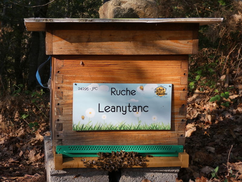 La ruche Leanytanc