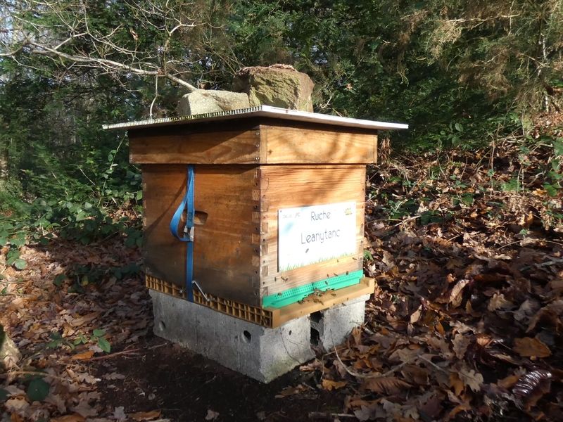 La ruche Leanytanc
