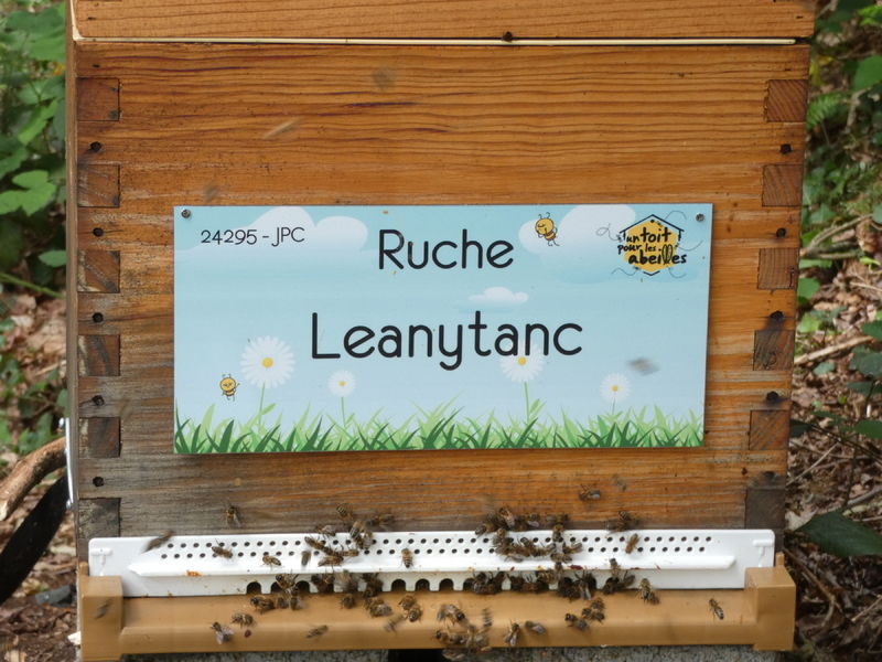 La ruche Leanytanc