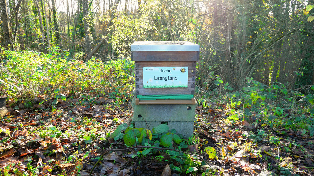 La ruche Leanytanc