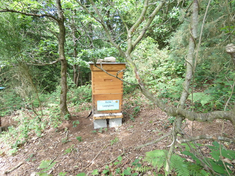 La ruche Leanytanc