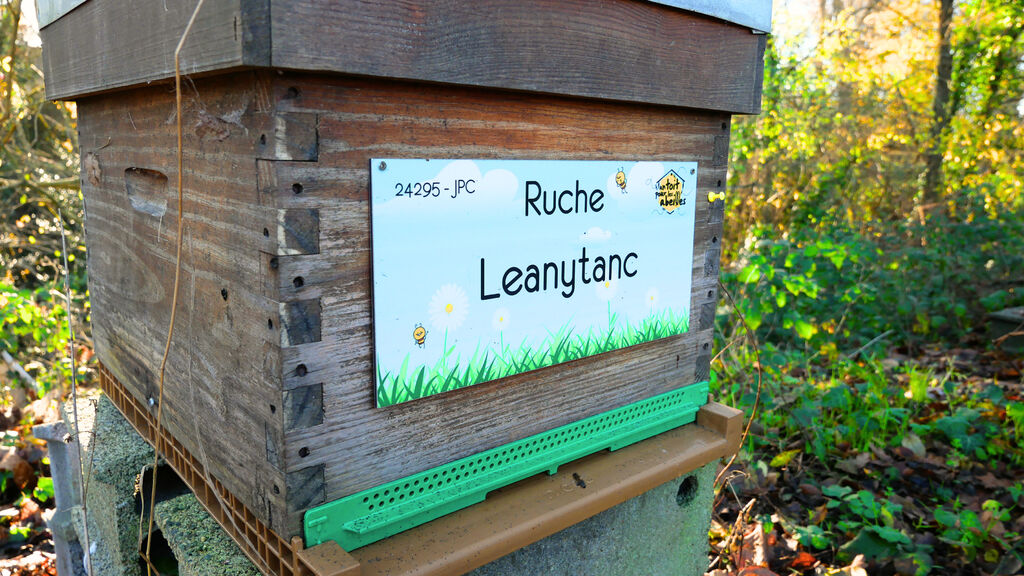 La ruche Leanytanc