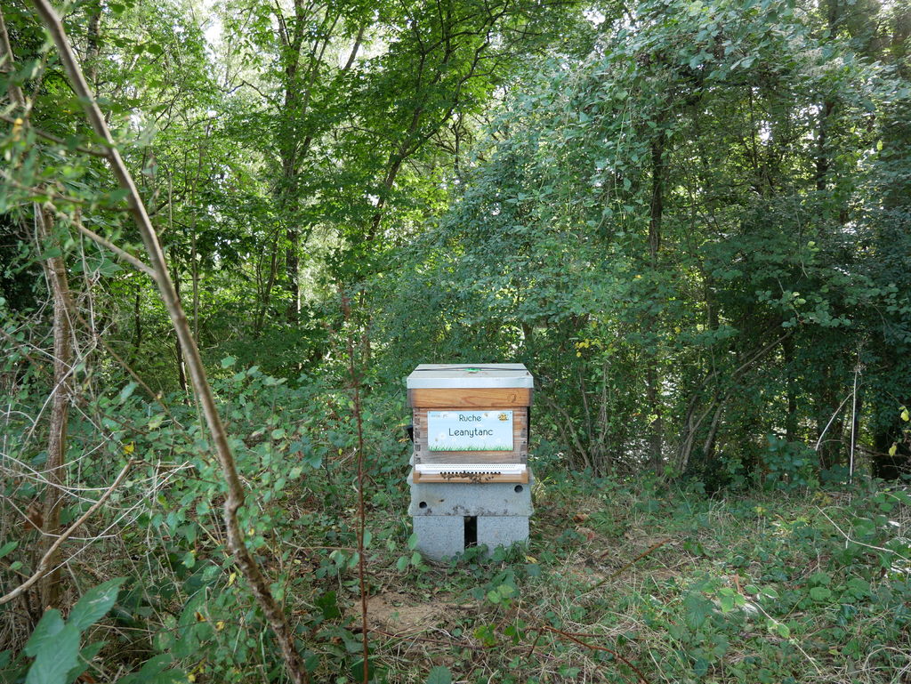 La ruche Leanytanc