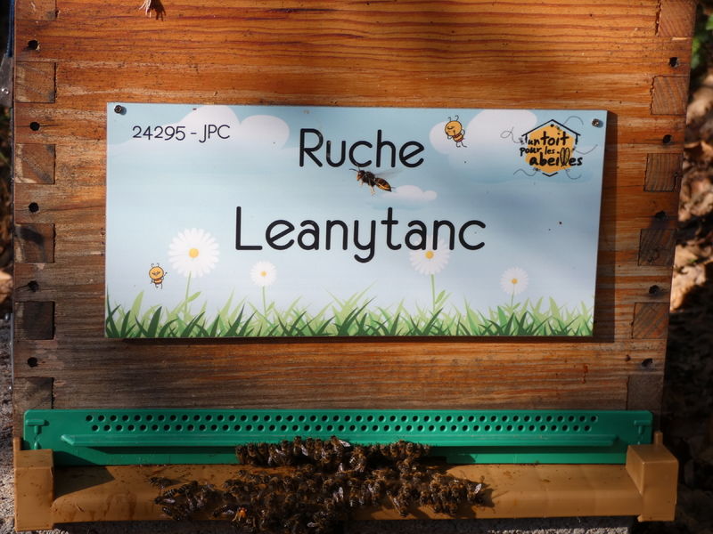 La ruche Leanytanc