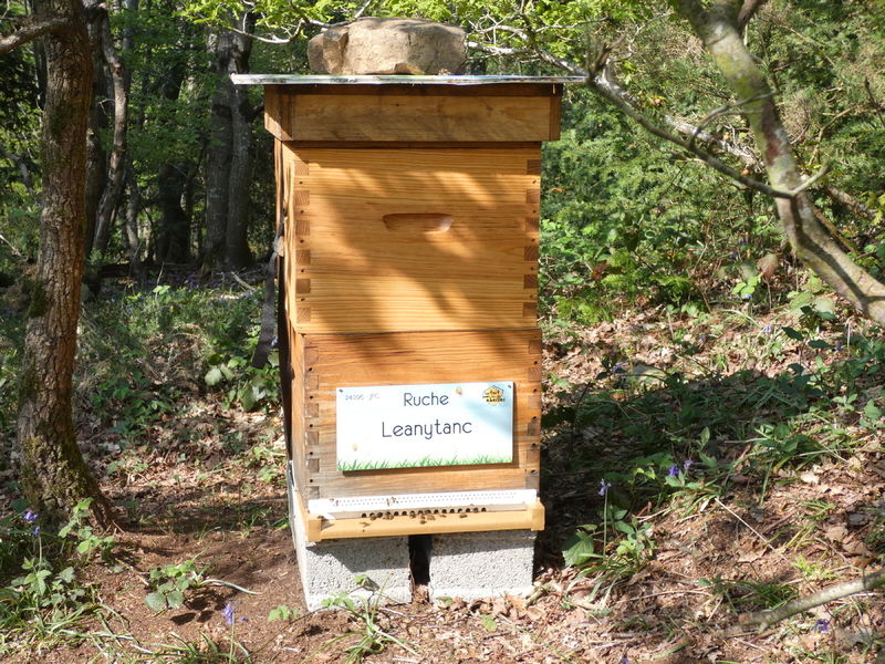 La ruche Leanytanc