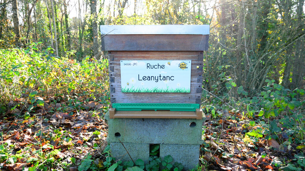 La ruche Leanytanc