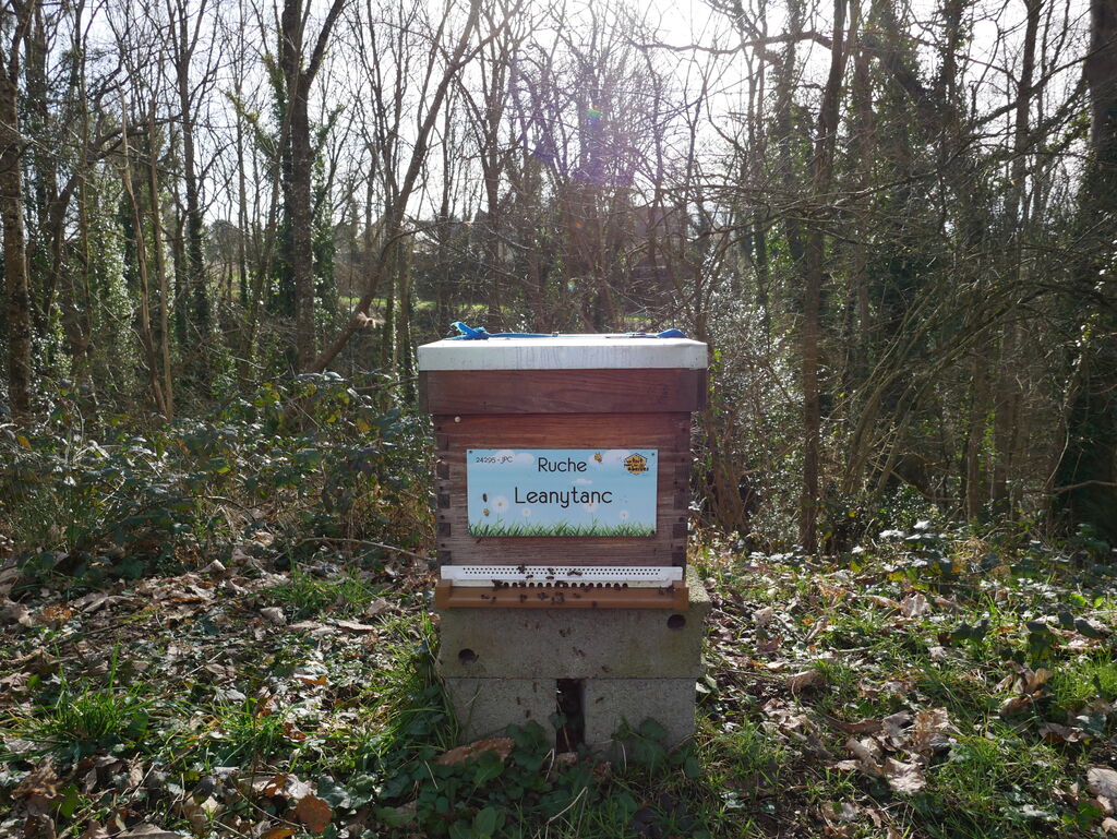 La ruche Leanytanc