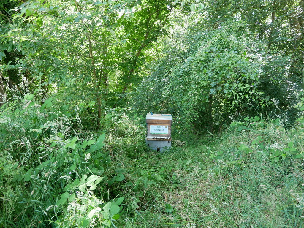 La ruche Leanytanc