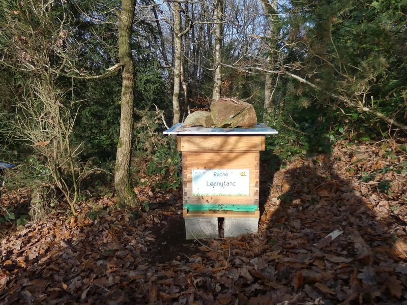 La ruche Leanytanc