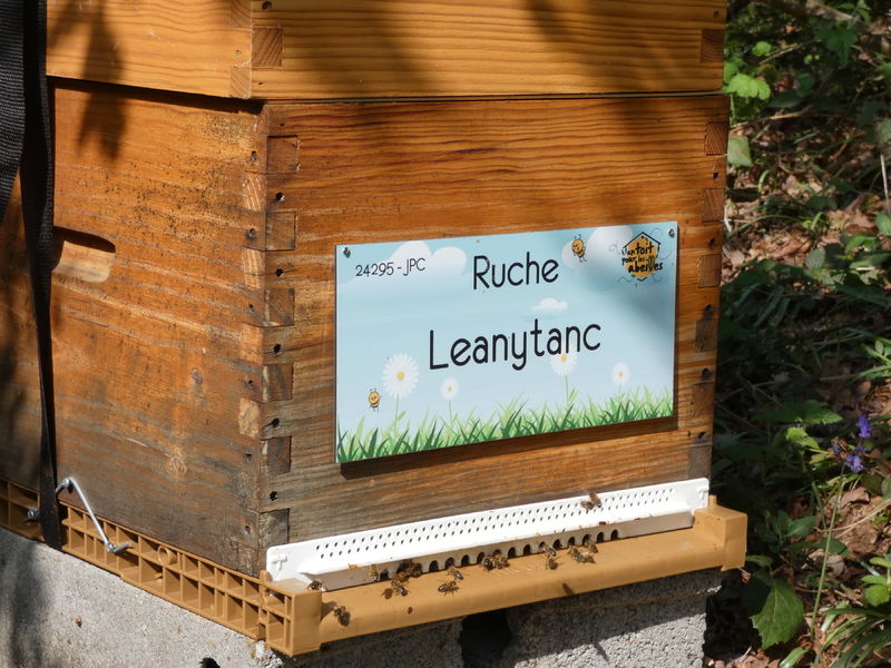 La ruche Leanytanc