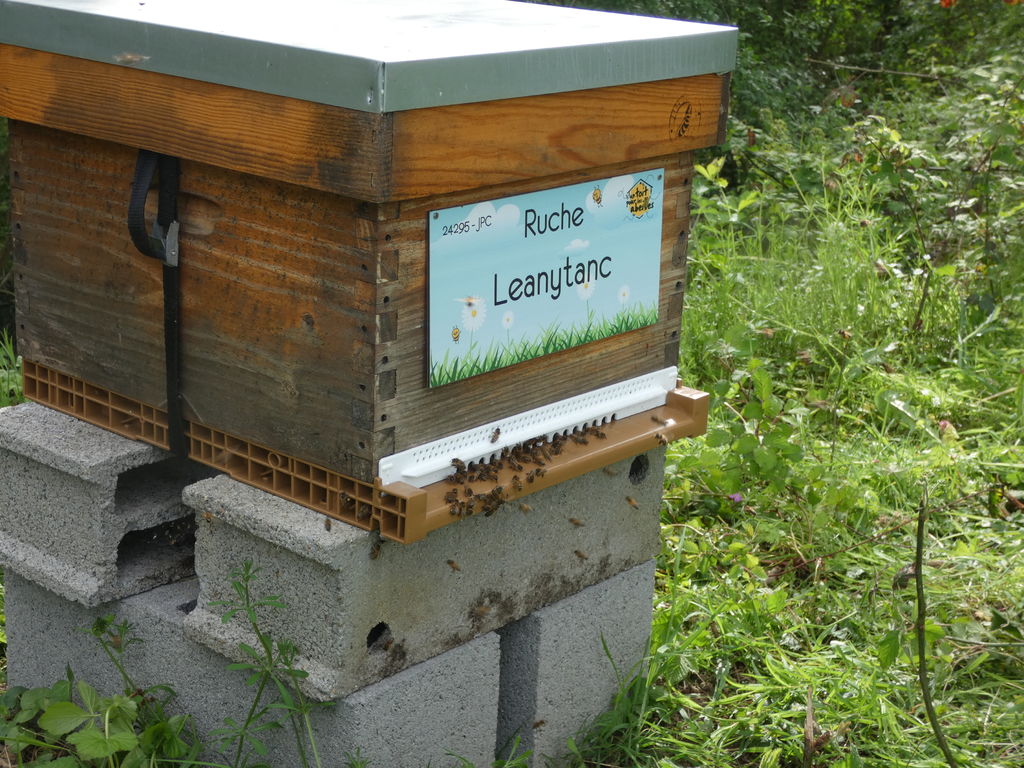 La ruche Leanytanc