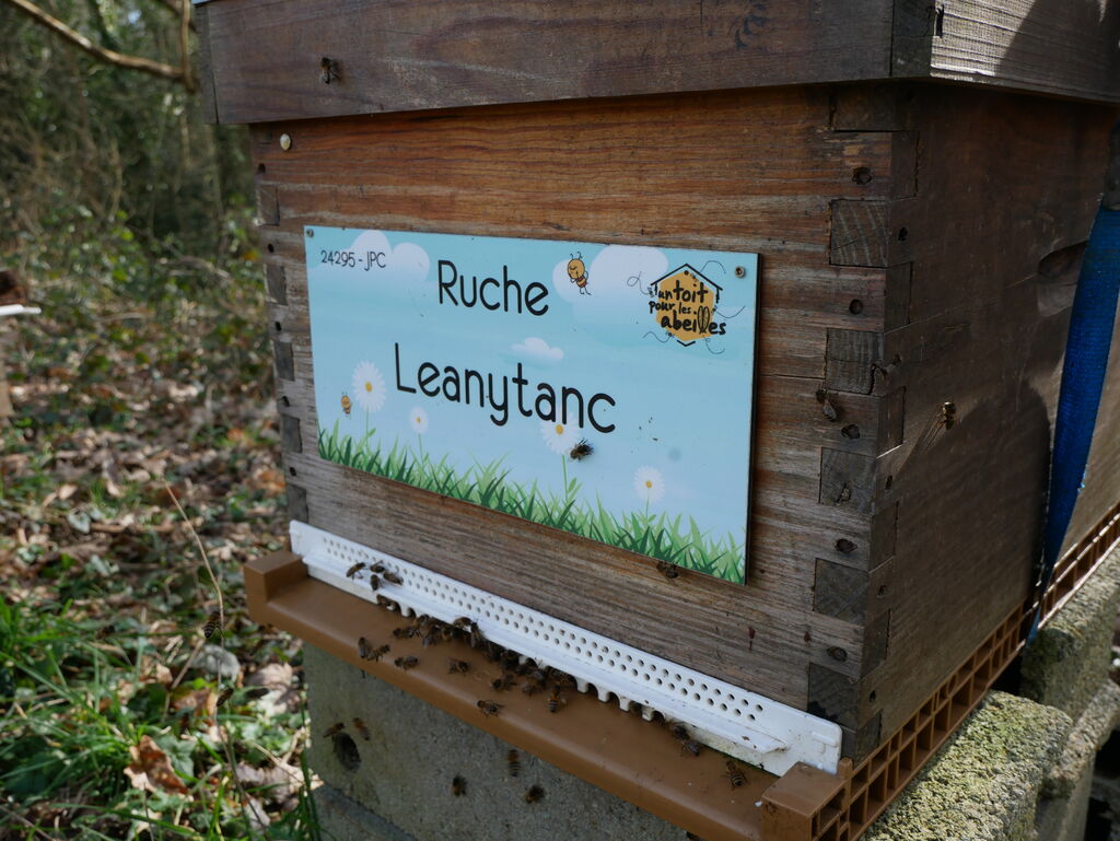 La ruche Leanytanc