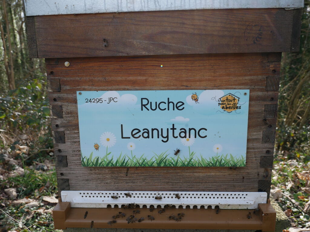 La ruche Leanytanc