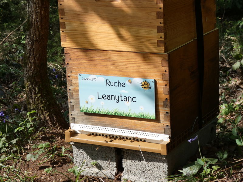 La ruche Leanytanc