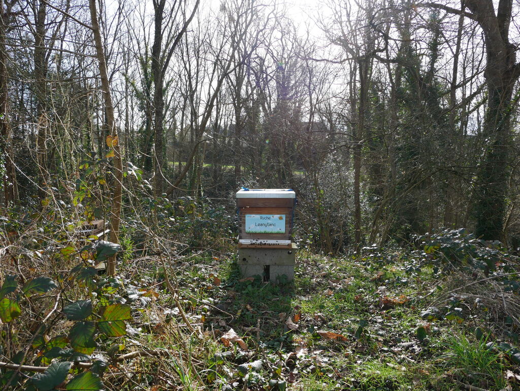 La ruche Leanytanc