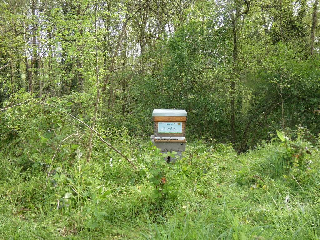 La ruche Leanytanc