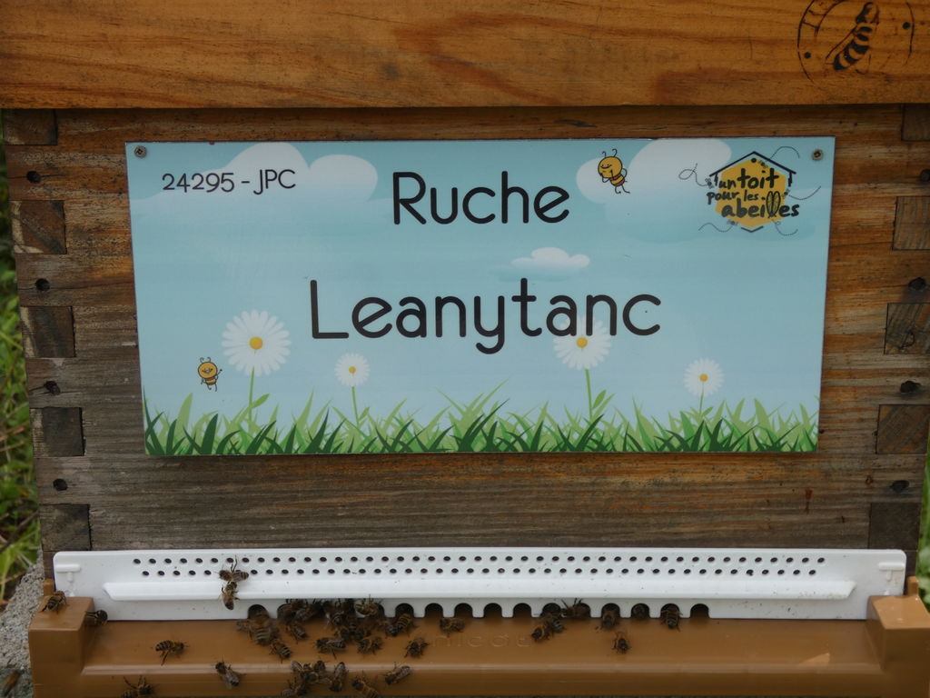 La ruche Leanytanc