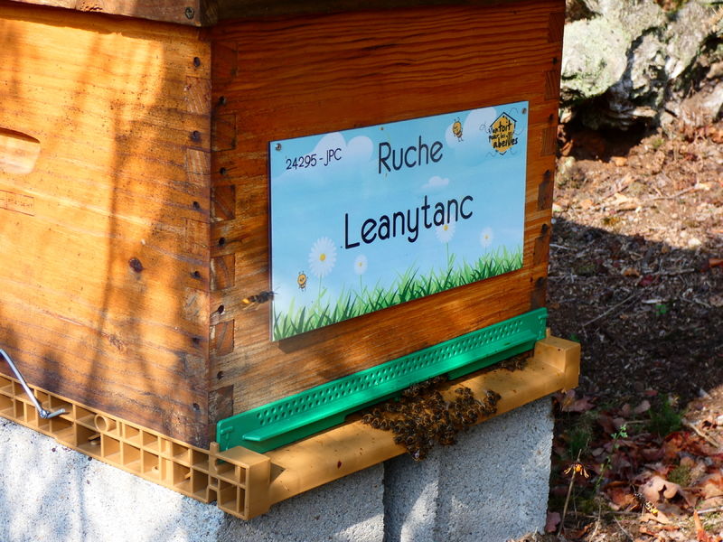 La ruche Leanytanc