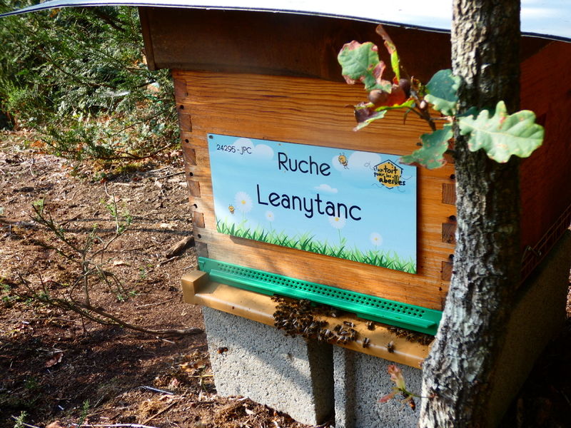 La ruche Leanytanc