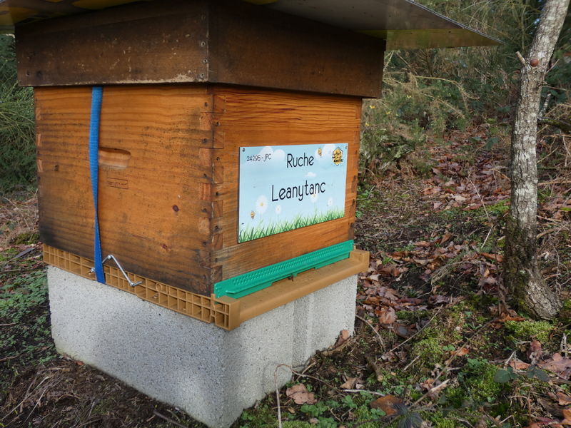 La ruche Leanytanc