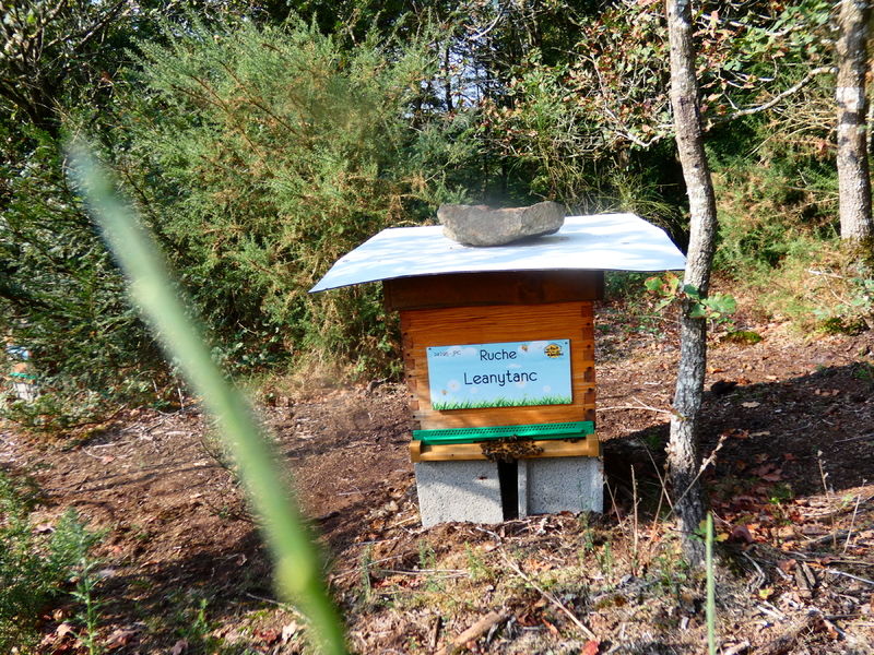 La ruche Leanytanc