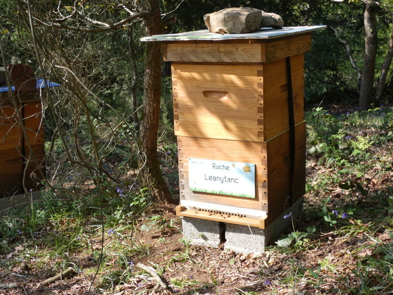 La ruche Leanytanc