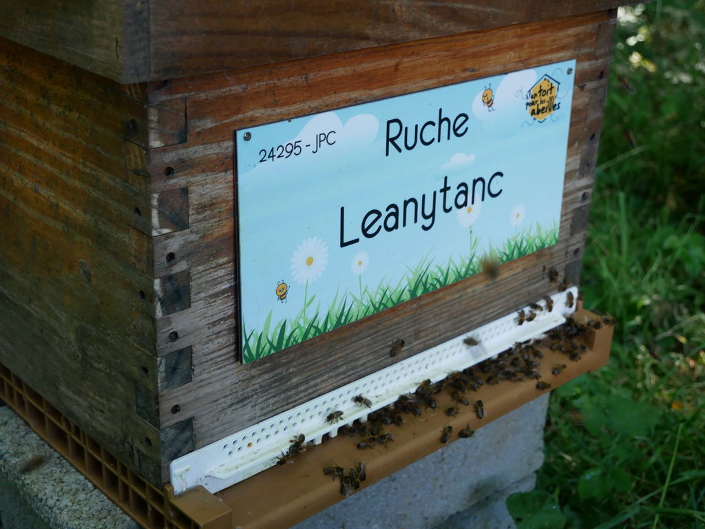 La ruche Leanytanc