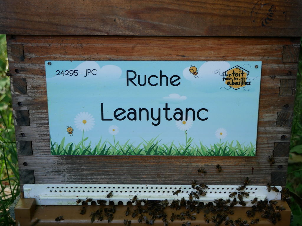La ruche Leanytanc