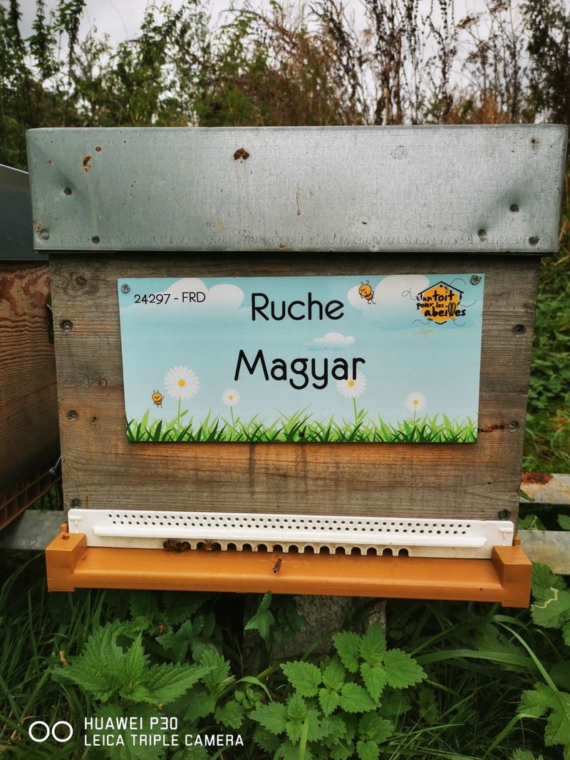 La ruche Magyar