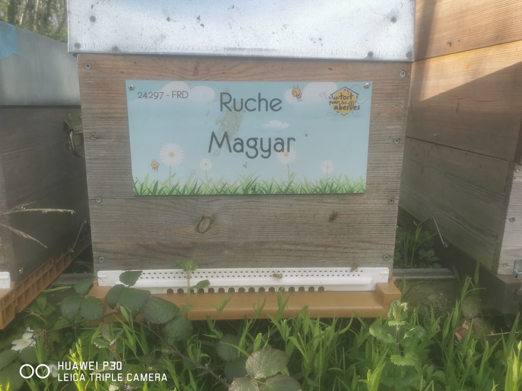 La ruche Magyar