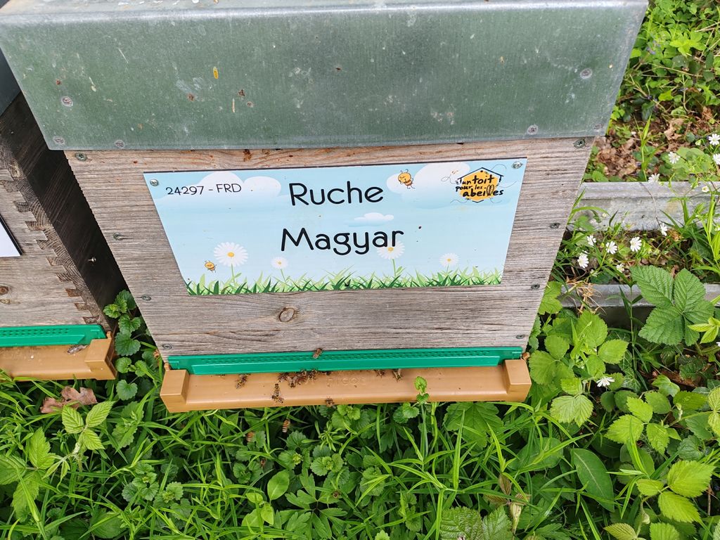 La ruche Magyar