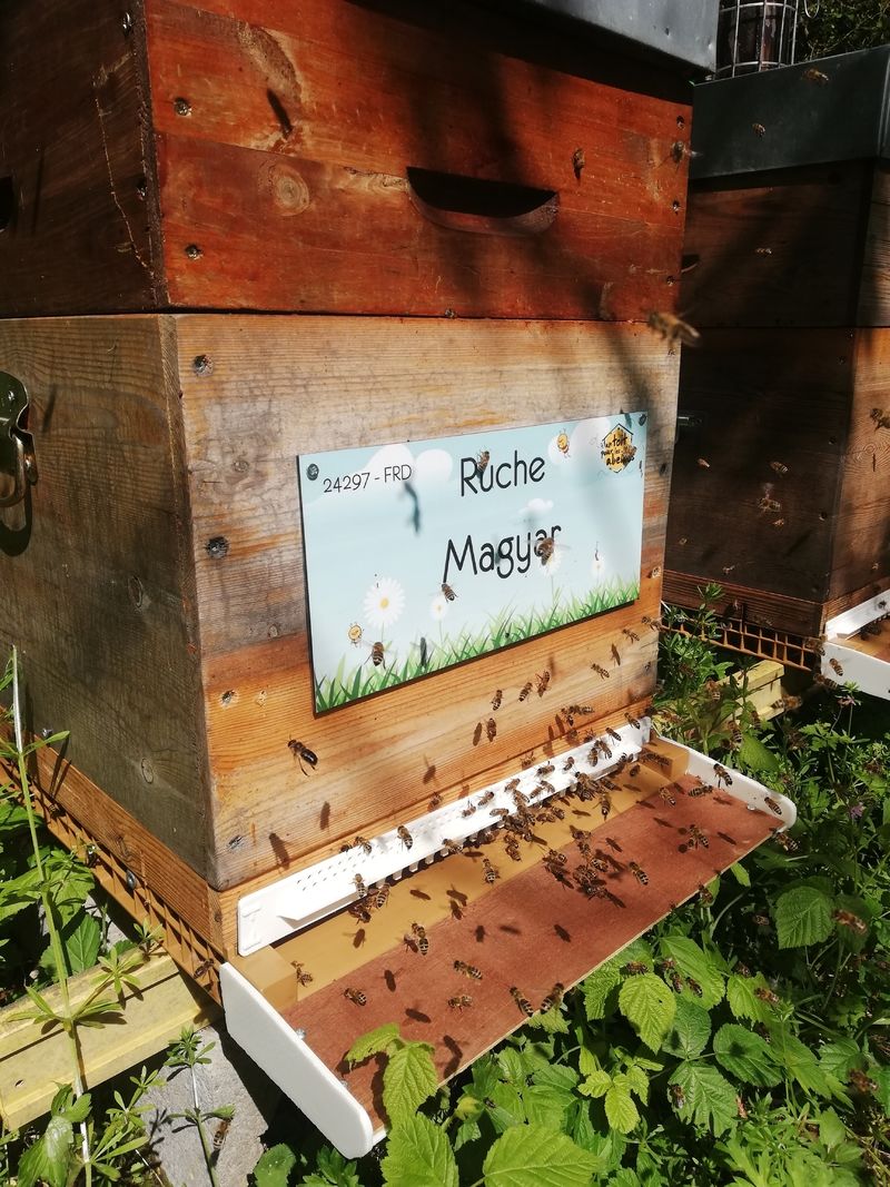 La ruche Magyar