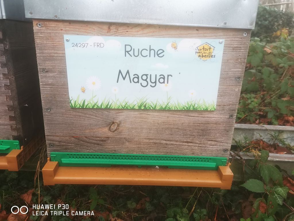 La ruche Magyar