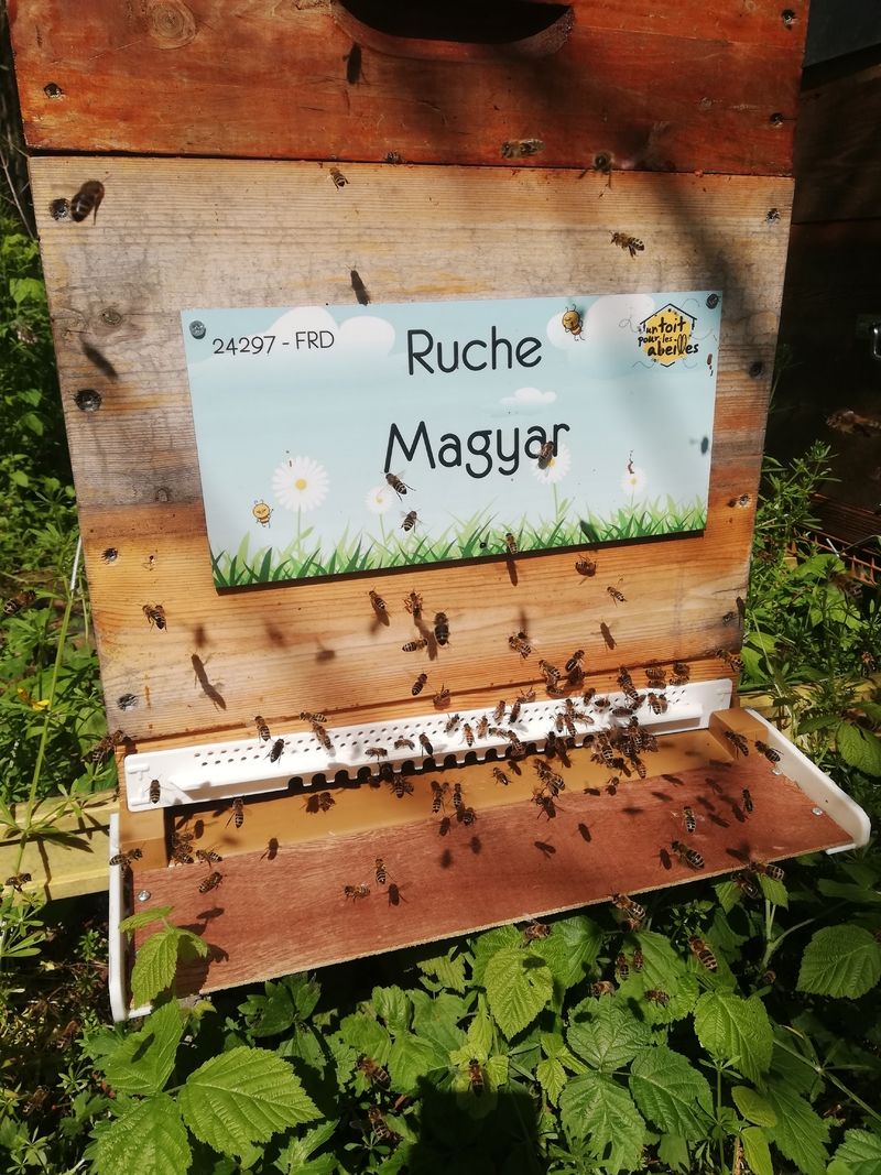 La ruche Magyar